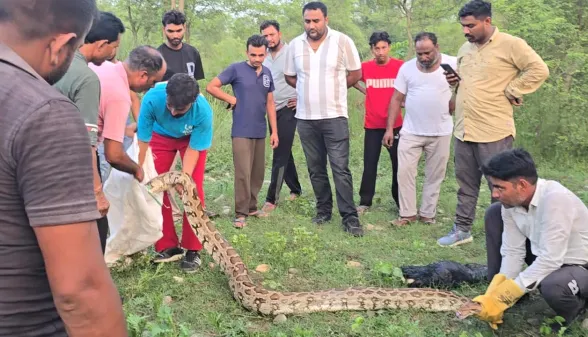 Python Snake: 50 किलो वजनी अजगर का किया रेस्क्यू 